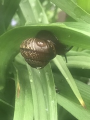 Arianta arbustorum