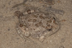 Tomopterna krugerensis