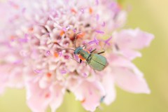 Clanoptilus marginellus