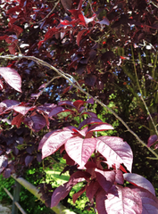 Prunus