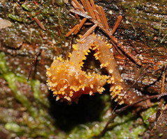 Neobarya agaricicola