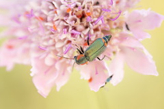 Clanoptilus marginellus