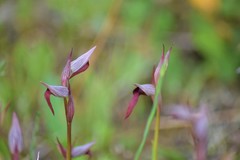 Serapias strictiflora
