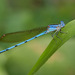 Cerulean Dancer - Photo (c) Greg Lasley, some rights reserved (CC BY-NC)