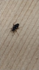 Insecta