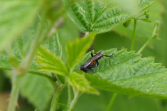 Macrophya annulata