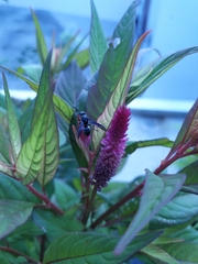 Allorhynchium argentatum