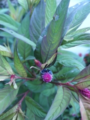 Allorhynchium argentatum