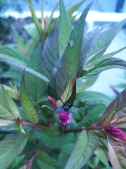 Allorhynchium argentatum