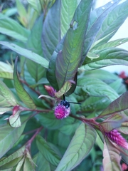 Allorhynchium argentatum