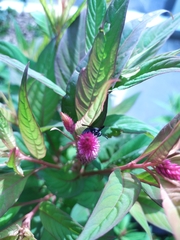 Allorhynchium argentatum