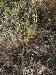 Themeda
