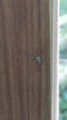 Araneae