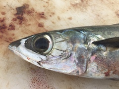 Scomber australasicus