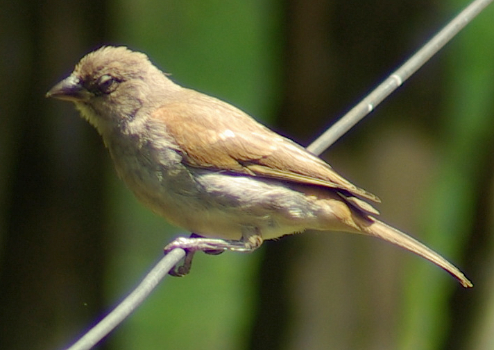 Swahili Sparrow