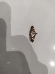 Glyphodes bivitralis