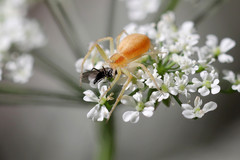Philodromus albidus
