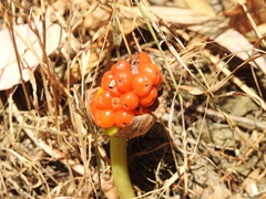Arum italicum italicum