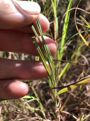 Themeda