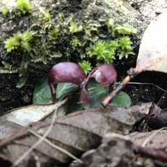 Corybas aconitiflorus