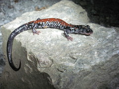 Plethodon yonahlossee