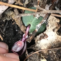 Corybas aconitiflorus