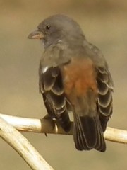 Swahili Sparrow photo 2