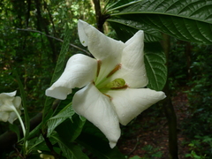 Euclinia longiflora