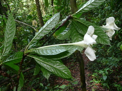 Euclinia longiflora