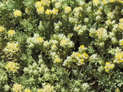 Helichrysum asperum comosum