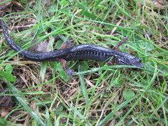 Plethodon cheoah