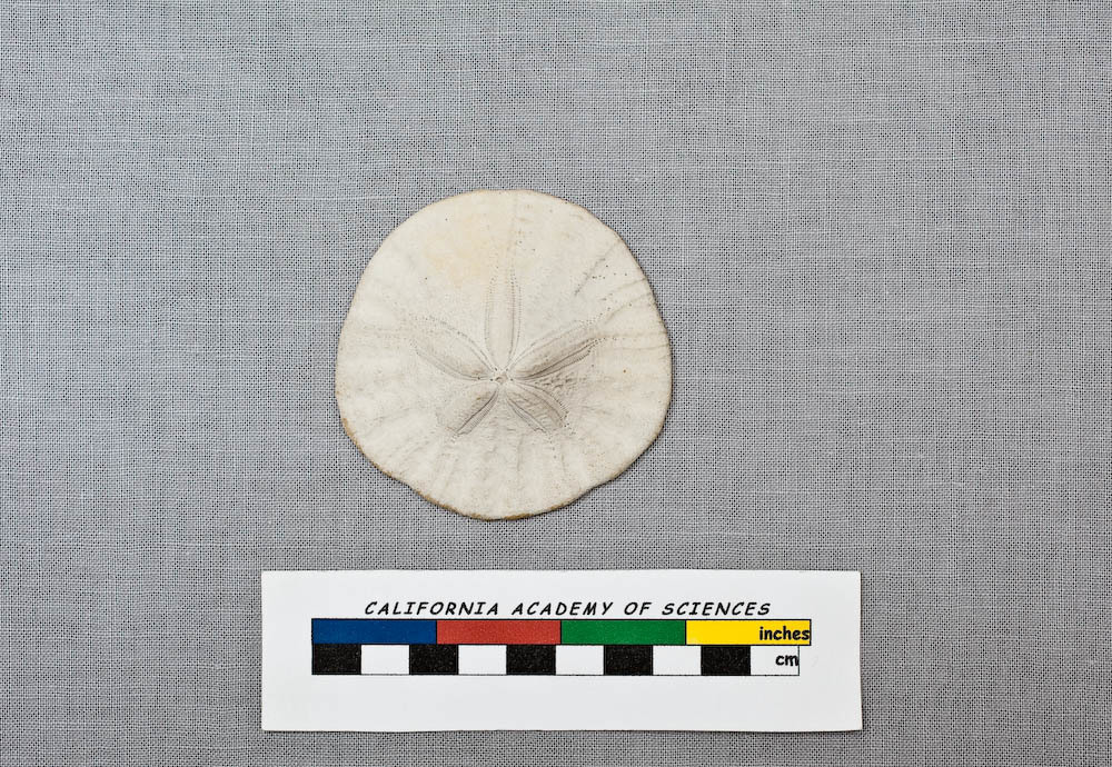 Dendraster vizcainoensis