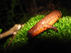 Pseudotriton montanus montanus