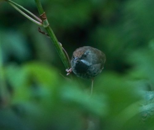 Rufous-crowned Prinia (Prinia khasiana), photo 4