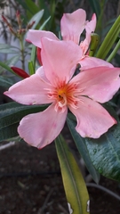 Nerium oleander