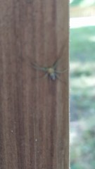 Araneae