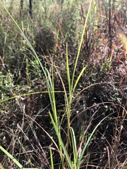 Themeda