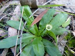 Solenogyne dominii