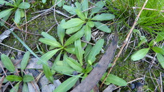 Solenogyne dominii