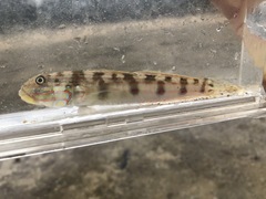 Valenciennea longipinnis