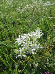 Ornithogalum umbellatum