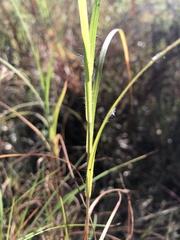 Themeda