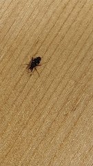 Insecta