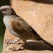 Parrot-billed Sparrow - Photo (c) Carol Foil, some rights reserved (CC BY-NC-ND)