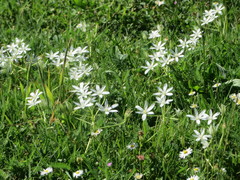 Ornithogalum umbellatum