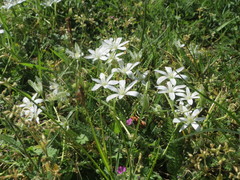Ornithogalum umbellatum