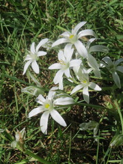Ornithogalum umbellatum