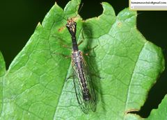 Raphidia