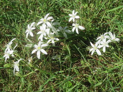 Ornithogalum umbellatum