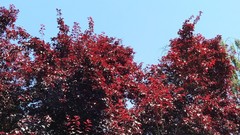 Prunus